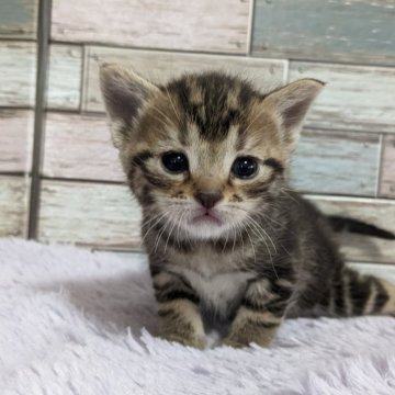 アメリカンショートヘア【宮城県・女の子・2023年12月30日・ブラウンタビー】の写真「まん丸お顔の美人な女の子✨」