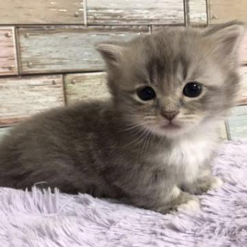 マンチカン(短足)【宮城県・女の子・2022年6月29日・ブルータビー】の写真「人気のブルータビー✨穏やかで癒やし系のお顔女の子💕」