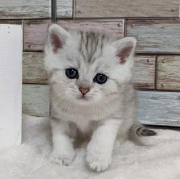 マンチカン(長足)【宮城県・女の子・2022年9月21日・シルバータビー】の写真「優しい顔立ちのおっとりした女の子✨」