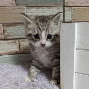 マンチカン(長足)【宮城県・男の子・2022年8月12日・シルバースポテッドタビー&ホワイト】の写真「優しい顔立ちの男の子✨」