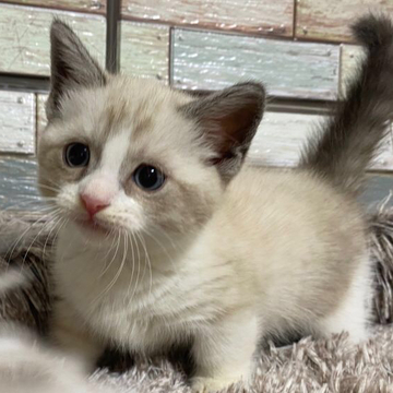 マンチカン(短足)【宮城県・男の子・2022年6月3日・シールポイントバイカラー】の写真「人気カラー💛端正な顔立ちのマンチカン短足の男の子💛」