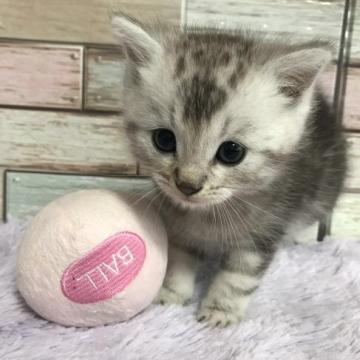 マンチカン(長足)【宮城県・男の子・2022年9月30日・シルバータビー】の写真「お目目が愛らしくて可愛い💛ふわっと触り心地柔らか」