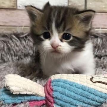 マンチカン(短足)【宮城県・男の子・2022年6月29日・ブラウンタビー&ホワイト】の写真「💛おっとり優しい性格💛癒やし系のお顔の男の子💕」