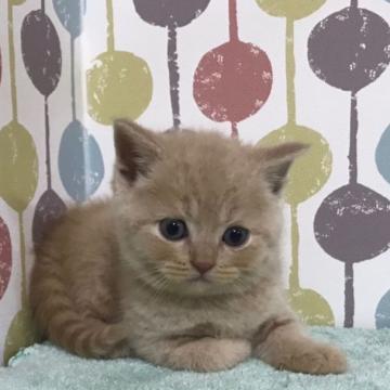 ブリティッシュショートヘア【宮城県・男の子・2022年6月28日・クリーム】の写真「まん丸なお顔でクリクリお目目❤️レアカラー💕」