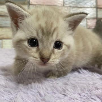 マンチカン(短足)【宮城県・男の子・2022年6月3日・シールポイント】の写真「レアカラー✨シールポイントの可愛い男の子💕」