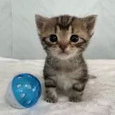 アメリカンショートヘア【宮城県・女の子・2024年5月3日・ブラウンタビー】の写真1