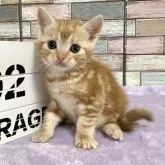 アメリカンショートヘア【宮城県・男の子・2023年5月13日・レッドタビー】の写真1