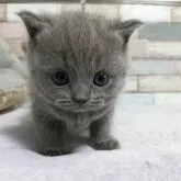 ブリティッシュショートヘア【宮城県・女の子・2024年5月13日・ブルー】の写真1