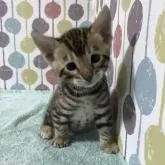 トイガー【宮城県・女の子・2022年9月16日・ブラウンマッカレルタビー】の写真1