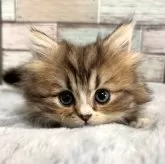 ミヌエット(長足)【宮城県・女の子・2024年10月21日・ブラウンタビー&ホワイト】の写真1