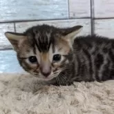 ジェネッタ【宮城県・男の子・2024年5月28日・ブラウンスポテッドタビー】の写真1