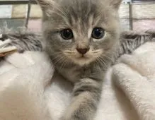 マンチカン(長足)【宮城県・女の子・2022年5月28日・ブルータビー】の写真1