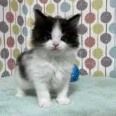 メインクーン【宮城県・男の子・2022年11月1日・ブラック&ホワイト】の写真1「写真更新！とても可愛く成長中💕」