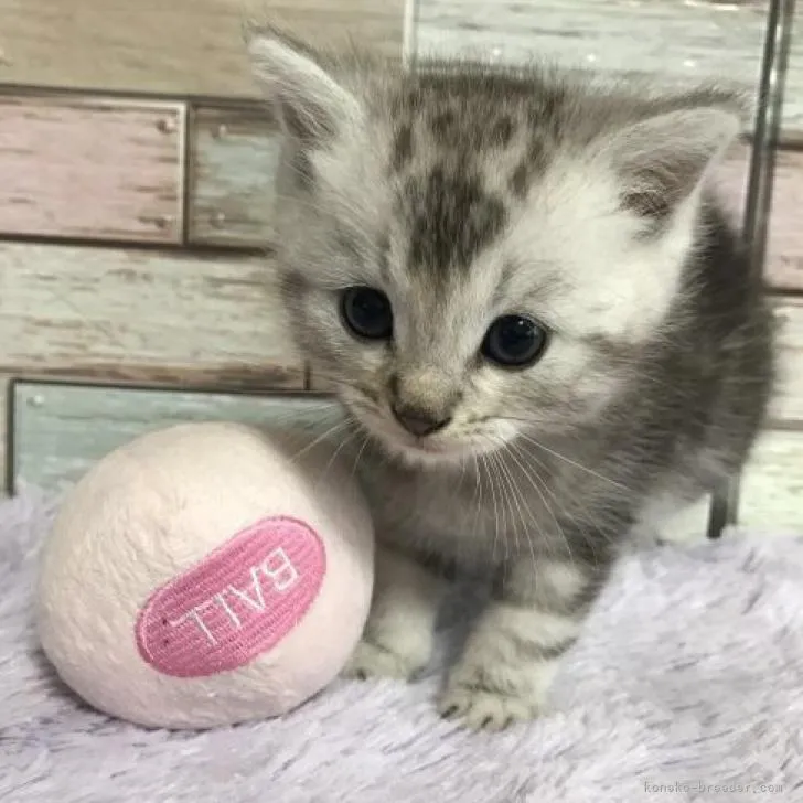 ID:2210-02952の子猫