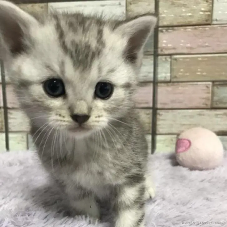 ニコ 様のお迎えした子猫