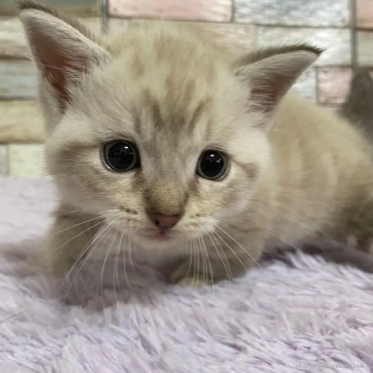 ID：2207-02727の子猫