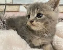 マンチカン(長足)【宮城県・女の子・2022年5月28日・ブルータビー】の写真2