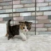 ミヌエット(長足)【宮城県・女の子・2023年4月14日・キャリコ】の写真2