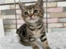 アメリカンショートヘア【宮城県・男の子・2023年3月9日・ブラウンタビー】の写真3