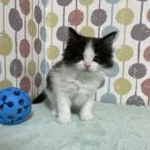 メインクーン【宮城県・男の子・2022年11月1日・ブラック&ホワイト】の写真3