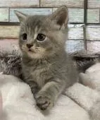 マンチカン(長足)【宮城県・女の子・2022年5月28日・ブルータビー】の写真4