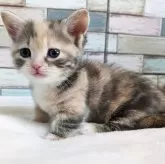 マンチカン(短足)【宮城県・女の子・2024年10月24日・ダイリュートキャリコ】の写真4