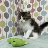 メインクーン【宮城県・男の子・2023年2月10日・ブラウンタビー&ホワイト】の写真4