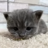 マンチカン(長足)【宮城県・男の子・2023年11月25日・ブルー】の写真4