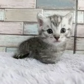 マンチカン(短足)【宮城県・男の子・2023年10月14日・シルバータビー】の写真4