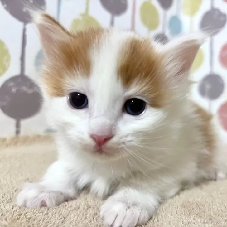 ID：2501-02346の子猫