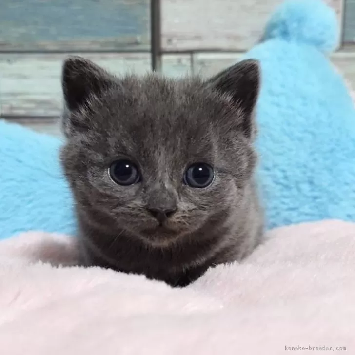 ID:2501-02019の子猫