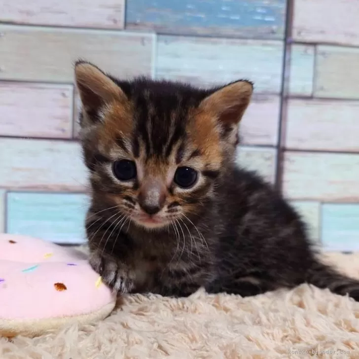 ID：2501-00004の子猫