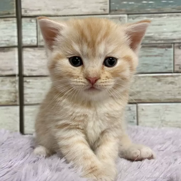 ID:2505-03807の子猫