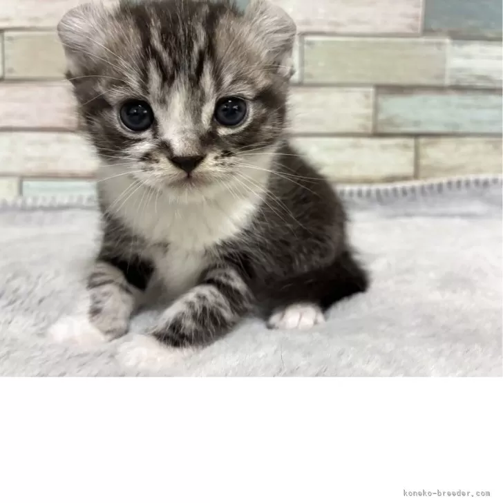 ID：2506-00382の子猫