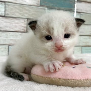 ラグドール【宮城県・男の子・2025年5月26日・シールポイントバイカラー】の写真「✨キュンとする表情✨いっぱい遊びたい男の子」