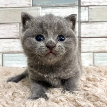 ブリティッシュショートヘア【宮城県・男の子・2025年4月14日・ブルー（ショート）】の写真「⭐️好奇心旺盛🥰表情豊かな男の子⭐️」
