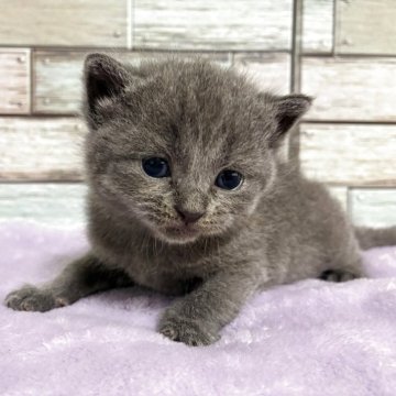ブリティッシュショートヘア【宮城県・女の子・2025年4月14日・ブルー（ショート）】の写真「🩷癒し系でおっとり穏やかな女の子🩷」