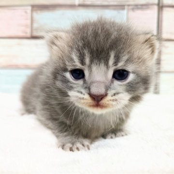 マンチカン(長足)【宮城県・男の子・2024年12月3日・ブルータビー】の写真「フワフワした毛並みのブルータビーの男の子💕」