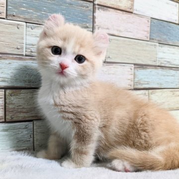 アメリカンカール【宮城県・女の子・2024年10月22日・クリームタビー&ホワイト】の写真「まん丸お顔がキュート🥰クリームタビーの女の子💕」