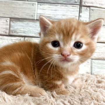マンチカン(短足)【宮城県・男の子・2025年4月15日・レッドタビー&ホワイト（ショート）】の写真「癒し系✨愛らしいお顔立ち✨短足の男の子💕」