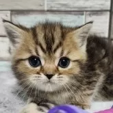 ミヌエット(長足)【宮城県・男の子・2024年12月17日・ブラウンタビー】の写真1