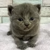 ブリティッシュショートヘア