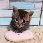 マンチカン(短足)【宮城県・男の子・2024年11月5日・ブラウンタビー】の写真2