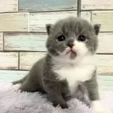 マンチカン(長足)【宮城県・男の子・2024年12月24日・ブルー&ホワイト】の写真2