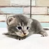 マンチカン(長足)【宮城県・男の子・2024年12月3日・ブルータビー】の写真3