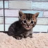 マンチカン(短足)【宮城県・男の子・2024年11月5日・ブラウンタビー】の写真4