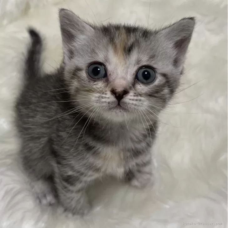 ID：2401-01454の子猫