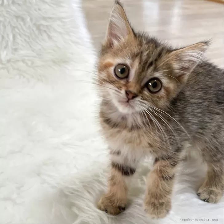 ID:2410-00200の子猫