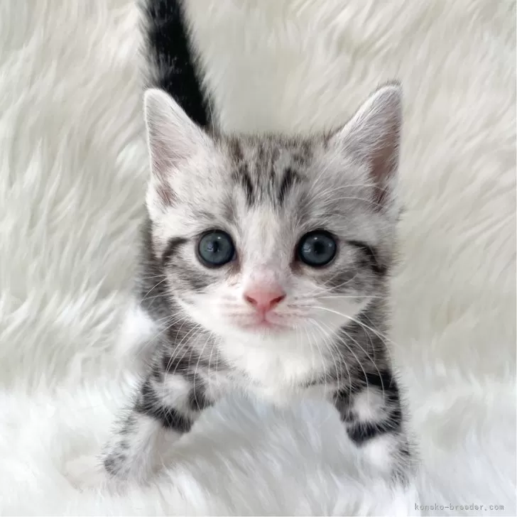 ID:2407-00662の子猫