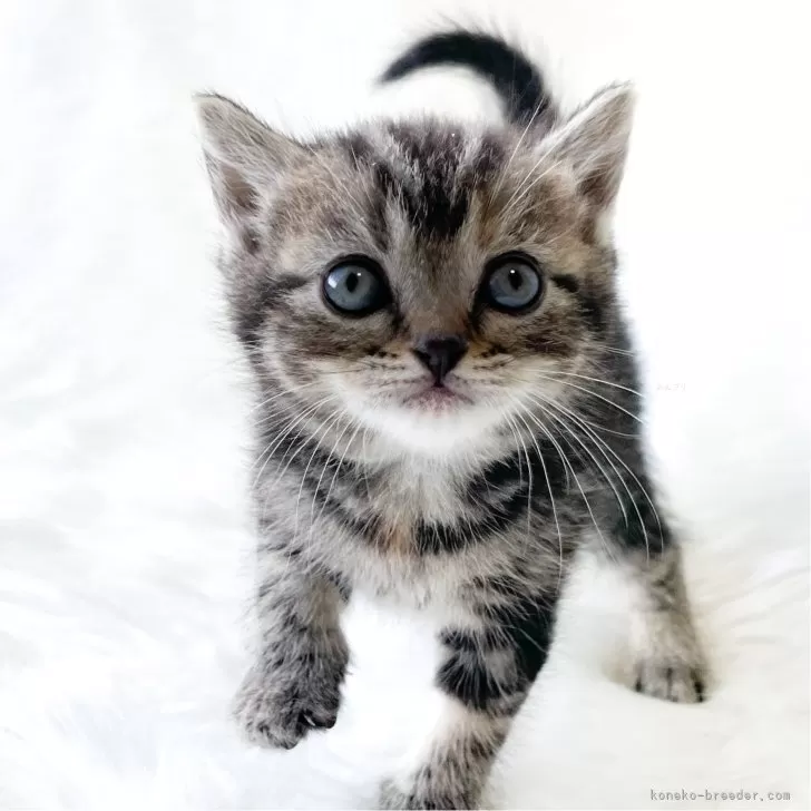ID：2401-01765の子猫